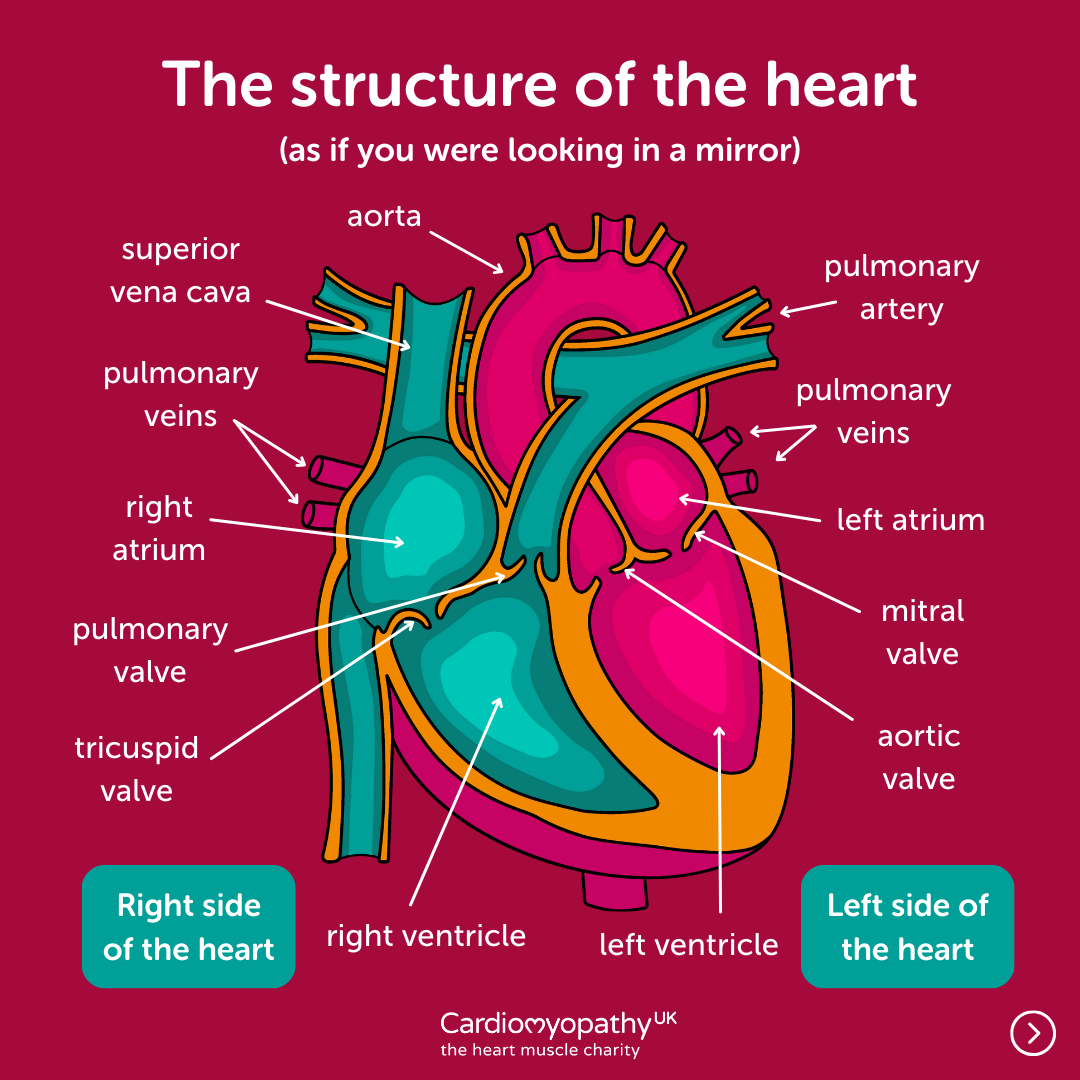 The structure of the heart